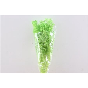 Dried Brooms Apple Green Bunch