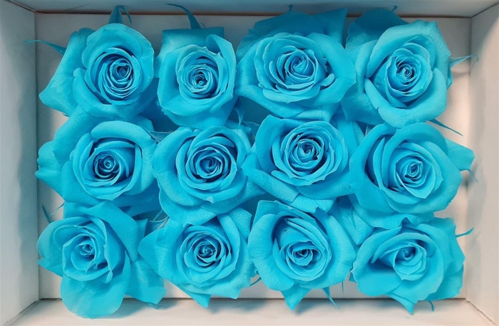 <h4>Ro Pres Mini Cyan</h4>