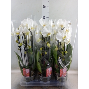 Phalaenopsis  'Elegant Cascade'