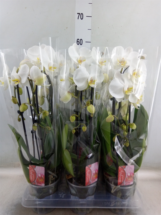 <h4>Phalaenopsis  'Elegant Cascade'</h4>