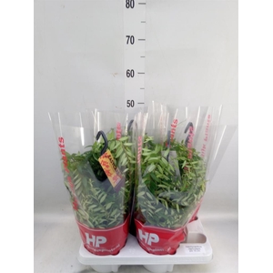 Aeschynanthus  'Japhrolepis'