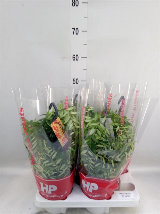 <h4>Aeschynanthus  'Japhrolepis'</h4>