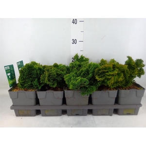 Chamaecyparis obt. 'Nana Gracilis'