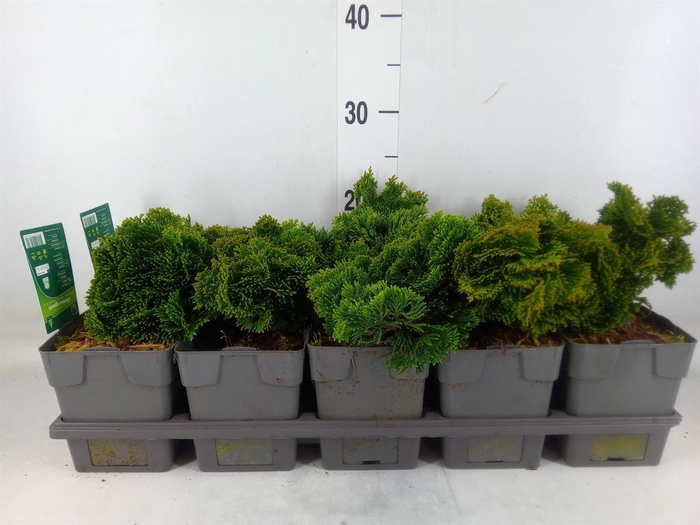 <h4>Chamaecyparis obt. 'Nana Gracilis'</h4>