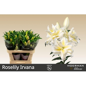 LILIUM ORI. DB 'ROSELILY IRVANA'