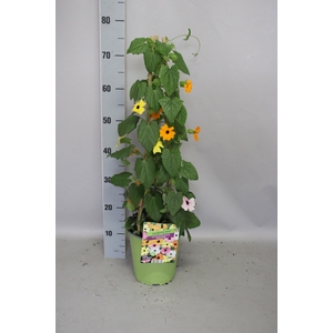 Pyramide 19cm Thunbergia Trio