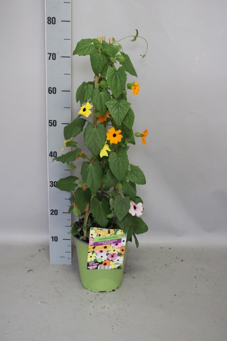 <h4>Pyramide 19cm Thunbergia Trio</h4>