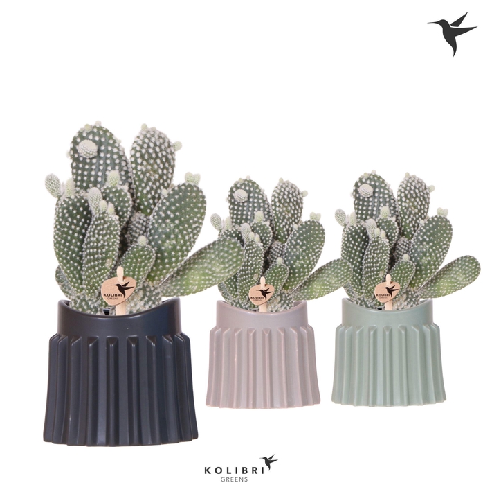 <h4>Kolibri Greens Opuntia white in Raw pot mix</h4>