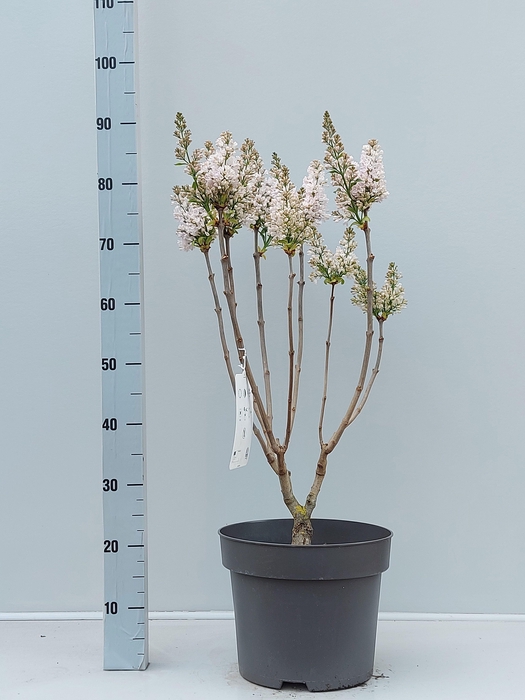 <h4>SYRI VULGARIS</h4>