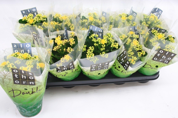 <h4>Gevuld 12 cm GEEL</h4>