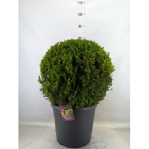 Buxus semp.   ...
