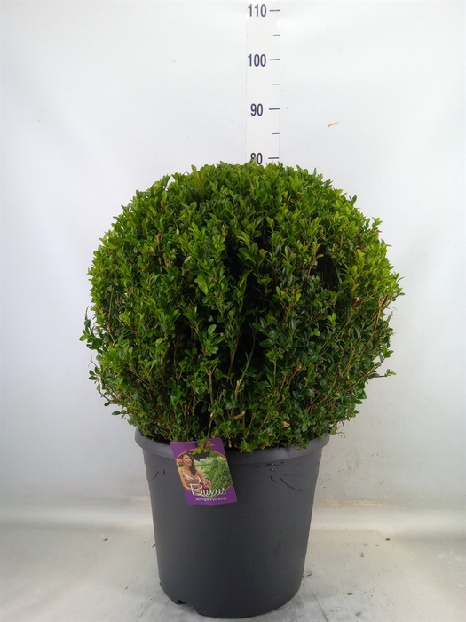 <h4>Buxus semp.   ...</h4>