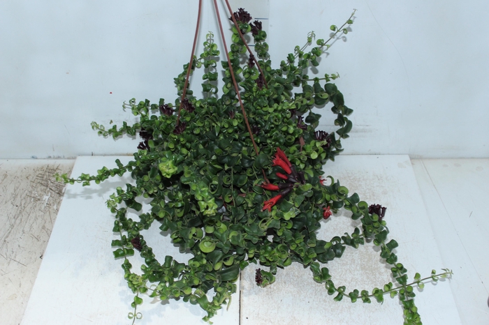 <h4>AESCHYNANTHUS RASTA C21</h4>