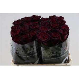 R Gr Black Baccara