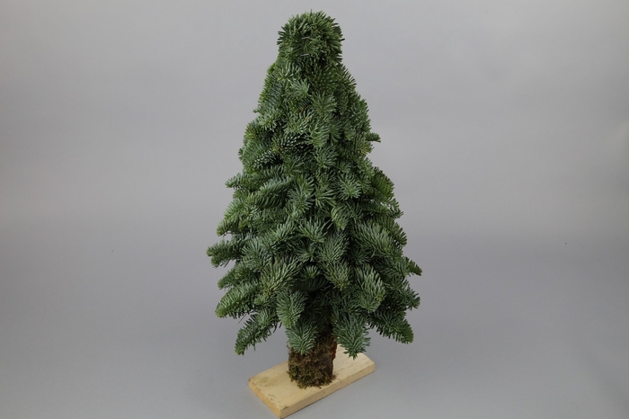 <h4>Christmas Tree on trunck</h4>