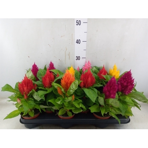Celosia arg. PL   ...