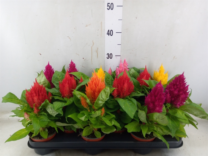 <h4>Celosia arg. PL   ...</h4>