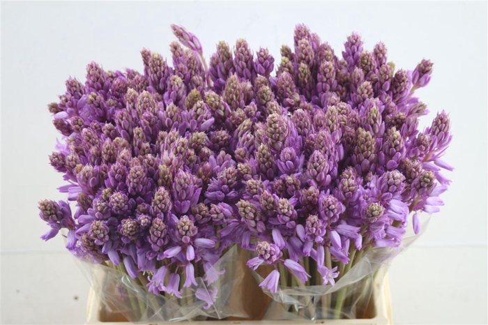 <h4>Scilla Pink</h4>