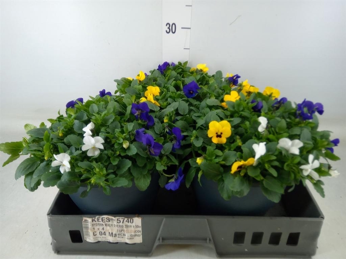 <h4>Viola corn. 'Endurio'   ...mix</h4>