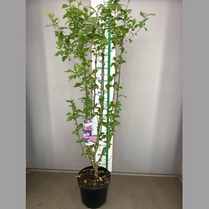 HIBISCUS  'ARDENS' 80-100 CM