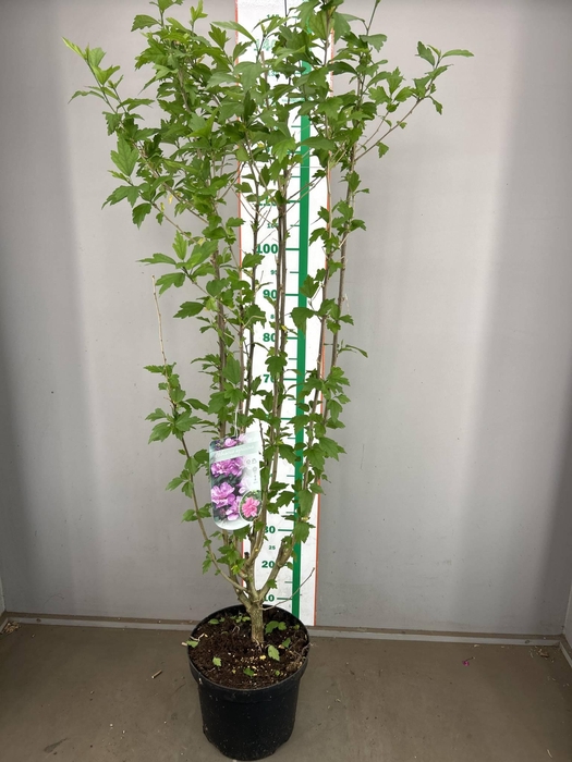 <h4>HIBISCUS  'ARDENS' 80-100 CM</h4>