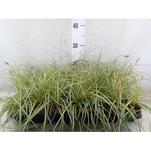 Carex hachijoensis 'Evergold'