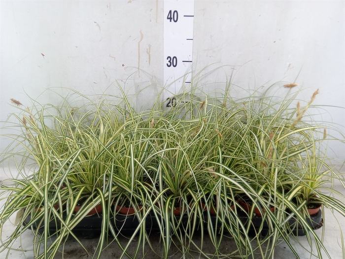 <h4>Carex hachijoensis 'Evergold'</h4>