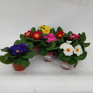 PRIM ACAULIS GEMENGD