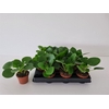 Pilea Peperomioides