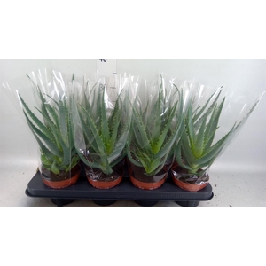 Aloe arborescens