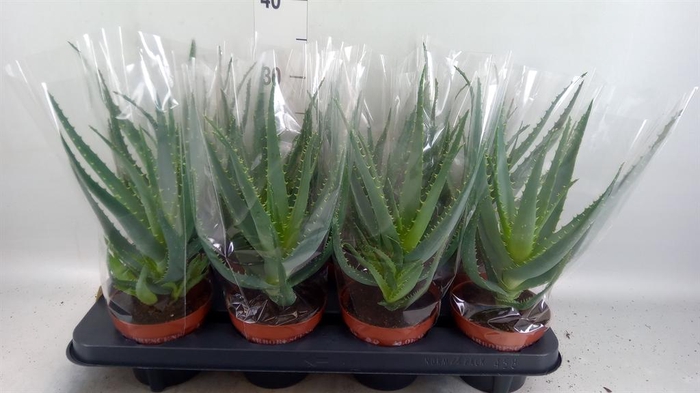 <h4>Aloe arborescens</h4>