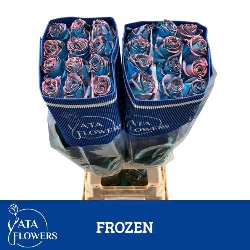 <h4>R Gr Klb Frozen Rose ATA</h4>