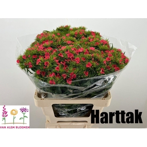 DI BARB S WILL CORAL