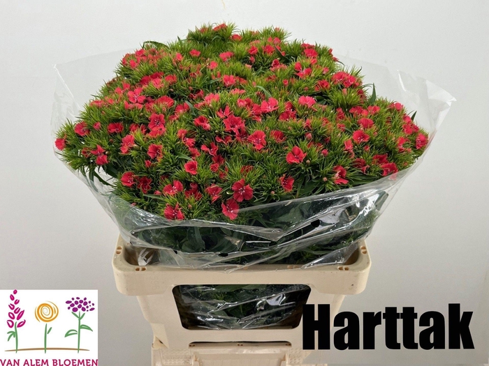 <h4>DI BARB S WILL CORAL</h4>