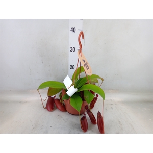 Nepenthes    ...