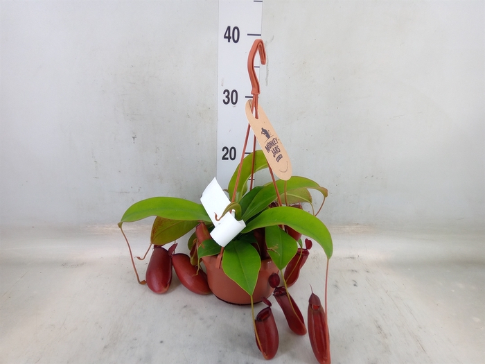 <h4>Nepenthes    ...</h4>