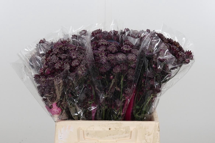 <h4>Astr Star Of Love</h4>