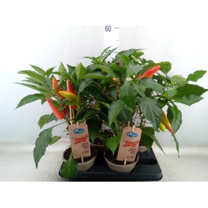 Capsicum annuum   ...peper