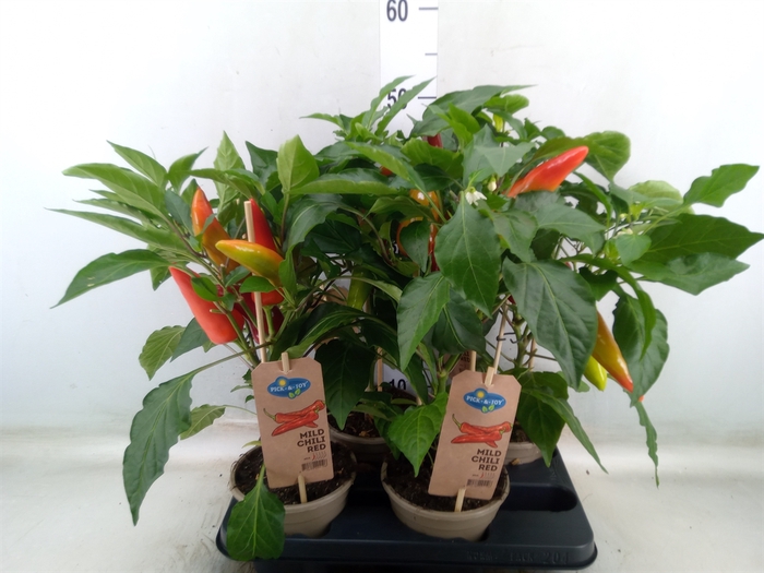 <h4>Capsicum annuum   ...peper</h4>
