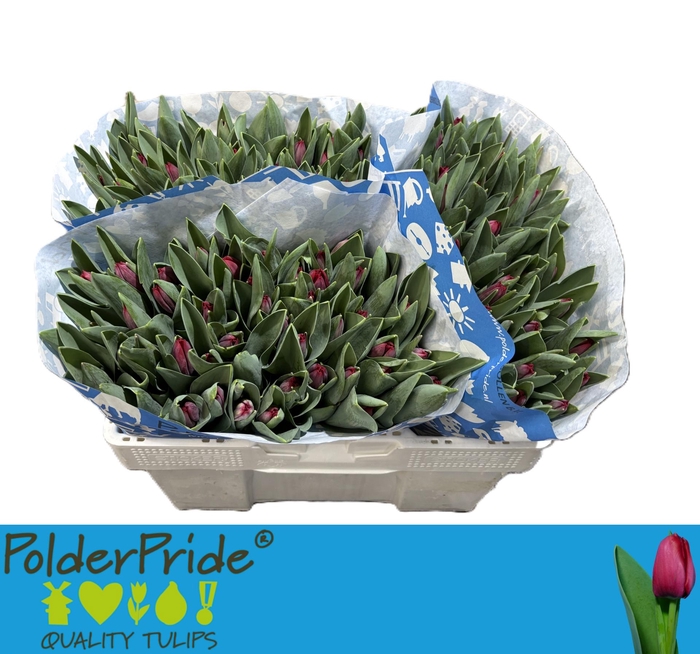 <h4>TU EN PACHA</h4>