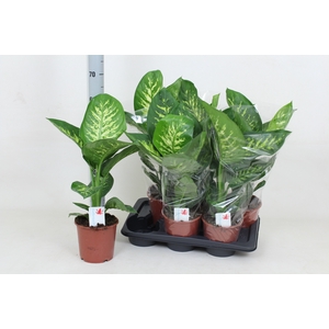 DIEFF SE TROPIC SNOW