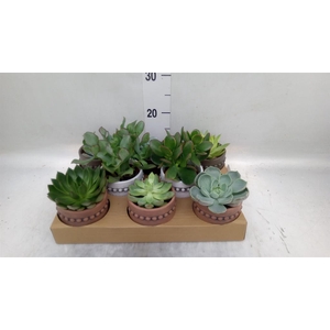 Succulents   ...