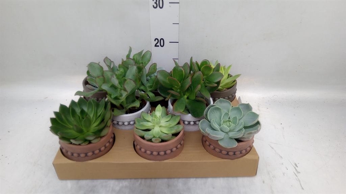<h4>Succulents ...</h4>