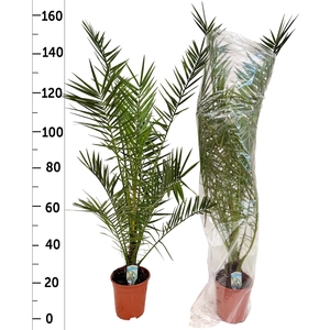PHOENIX CANARIENSIS