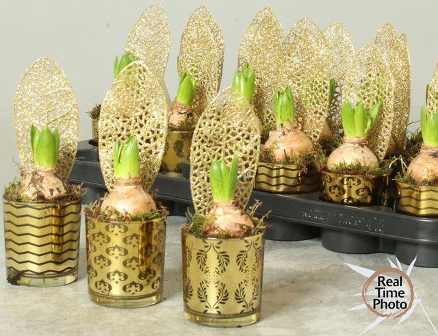 <h4>ARR HYACINTH</h4>