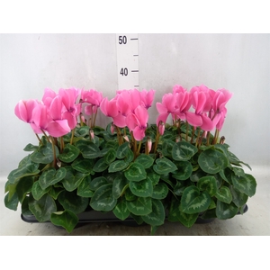 Cyclamen GR 'Leopardo'