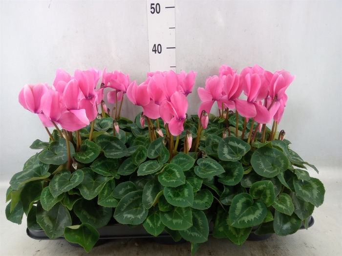 <h4>Cyclamen GR 'Leopardo'</h4>