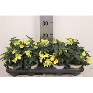 Begonia boliviensis Bovilia Lemon