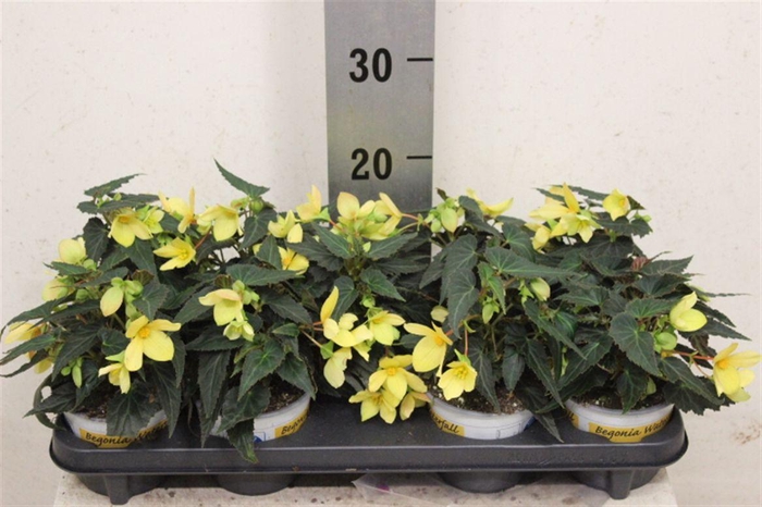 <h4>Begonia boliviensis Bovilia Lemon</h4>