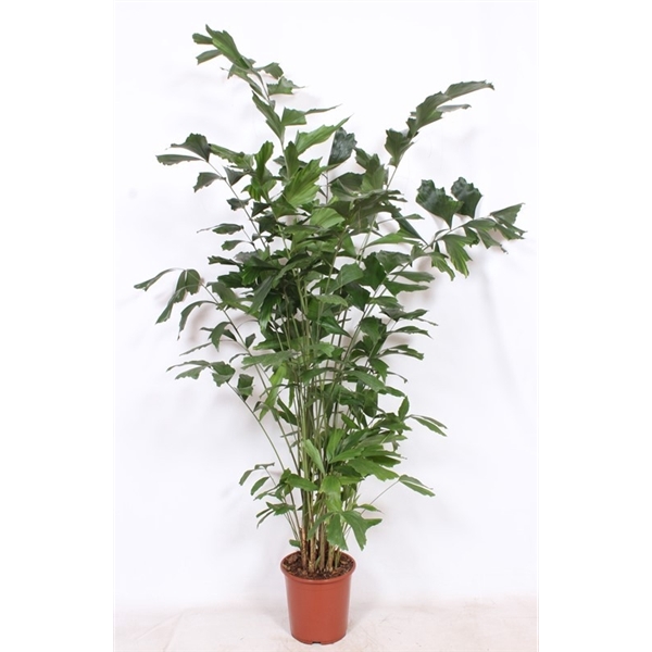 <h4>Caryota mitis</h4>